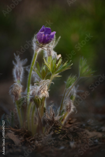 pasqueflower in pine forest