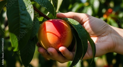 A hand gently picks a ripe peach from the tree branch surrounded by lush green leaves in a sunny orchard.