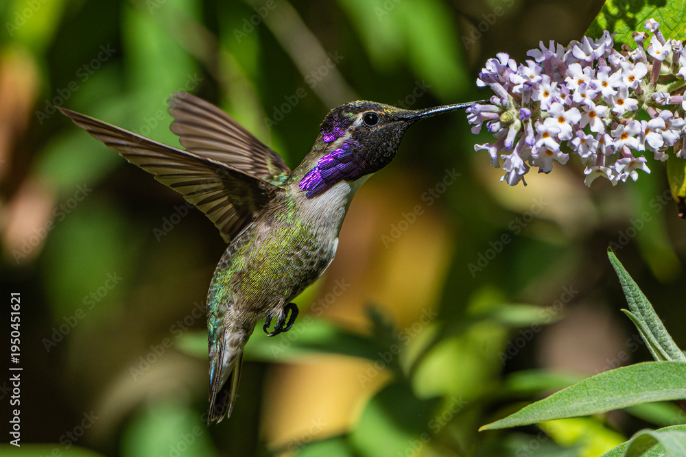Naklejka premium Costa's Hummingbird (Calypye costae) Photo, in Flight, Showing His Colors, Feeding on Butterfly Bush (Buddleja davidii) Blooms