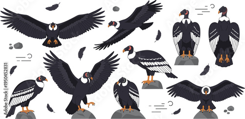 Andean Condor Bird Wildlife Illustration Set Featuring Flying, Perching, Landing, and Standing Poses with Wings Spread in Mountain Habitat.