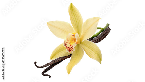 Cuadro en lienzo Flower and vanilla bean  showing natural beauty in simple design isolated on tra