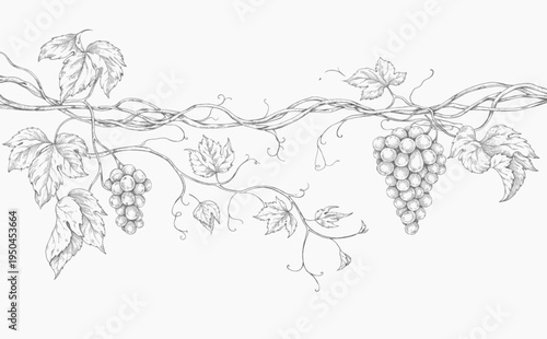 Background with grapes, vine and brunch. Detailed template layout design, brochure or cover for wine card, menu