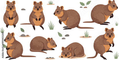 Quokka Wildlife Illustration Set Featuring Sitting, Walking, Standing, and Resting Poses of Cute Australian Marsupial Animal in Natural Habitat.