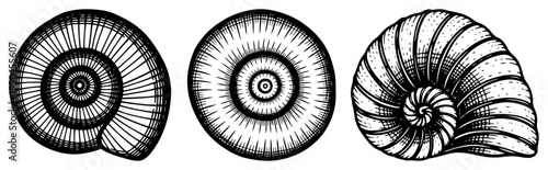 Hand drawn vintage engraving style illustration of spiral ammonite shells