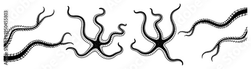 Hand drawn engraving style illustration of brittle star marine creatures