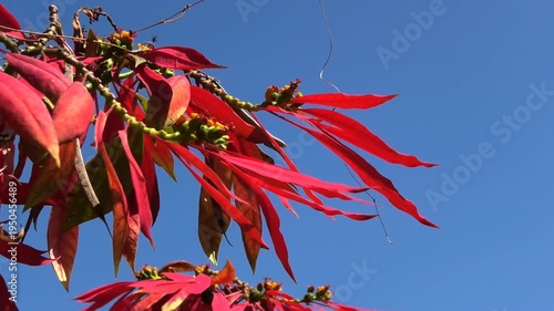 Beautiful red leaves of a garden plant swaying in the wind