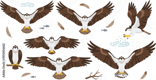 Osprey Wildlife Illustration Set Featuring Flying, Diving, Fishing, and Perching Poses of Coastal Bird of Prey with Wings Spread.