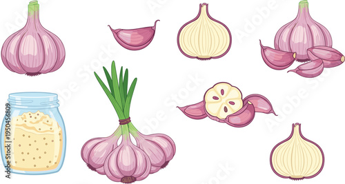Garlic Bulb and Cloves Collection with Whole Garlic, Garlic Bulb Halves, Garlic Cloves, Garlic Green Sprouts, and Garlic Jar Vector Illustration Set
