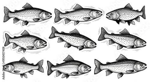 Nine Hand-Drawn Trout Illustrations on White Background