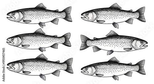 Six Hand-Drawn Trout Illustrations on White Background