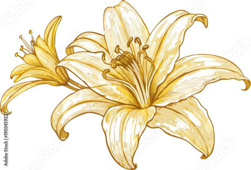 Beautiful golden lily flower in full bloom with delicate petals and golden stamen illustrated