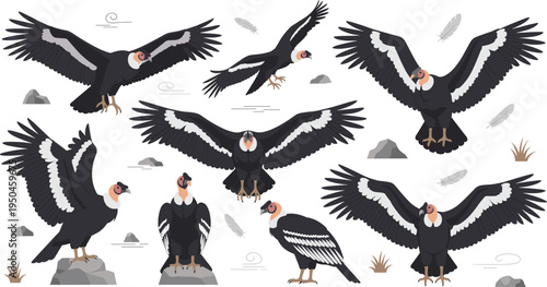 Andean Condor Wildlife Illustration Collection Featuring Flying, Gliding, Perching, and Standing Poses of Large Mountain Scavenger Bird in Natural Habitat.