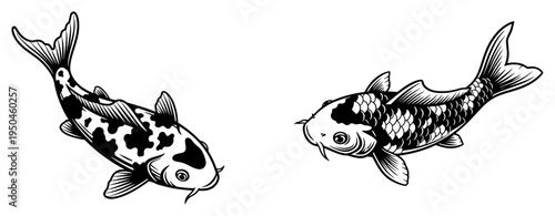 Two elegant koi carp fish illustrations in traditional woodcut style