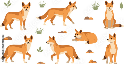 Dingo Wildlife Illustration Set Featuring Standing, Walking, Sitting, and Resting Poses of Australian Wild Dog in Natural Outback Habitat.