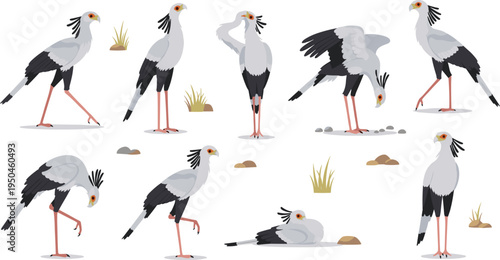 African Secretary Bird Character Illustration Collection Showing Walking, Standing, Hunting, and Resting Poses of Tall Savanna Bird in Wildlife Scene.