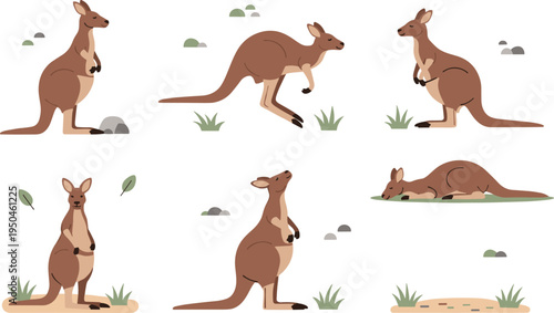Kangaroo Wildlife Illustration Set Featuring Standing, Jumping, Sitting, and Resting Poses of Australian Marsupial Animal in Natural Outback Habitat.