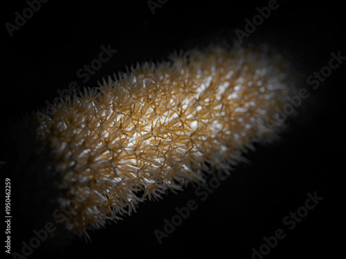 Coral Polyps in the spotlight