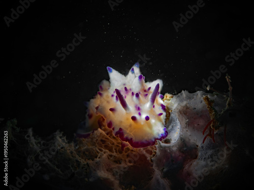 Bumpy Mexichromis, Dorid Nudibranch (mexichromis multituberculata)
