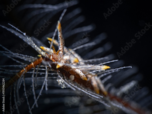 Eubranchus sp23, Nudibranch on hydroid