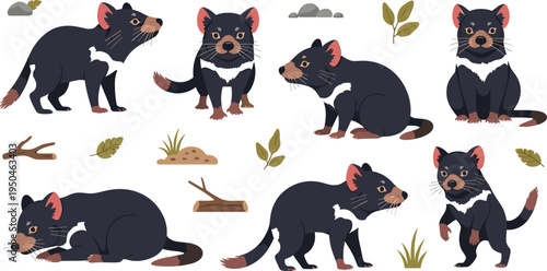 Tasmanian Devil Wildlife Illustration Set Featuring Standing, Walking, Sitting, and Resting Poses of Australian Marsupial Predator in Natural Habitat.