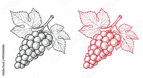 Hand-Drawn Grapes Illustration: Black and Red Sketch of Fruit and Leaves