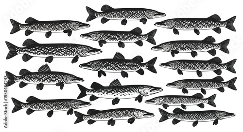 School of Pike Fish Illustration