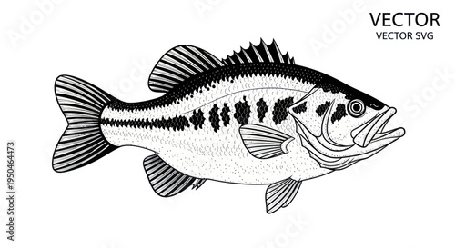 Black and White Bass Fish Vector Illustration, Detailed Hand-Drawn Style, Isolated on White Background