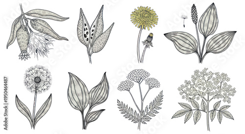 Botanical Illustration: Wild Plants and Herbs Collection, Hand-Drawn Sketch