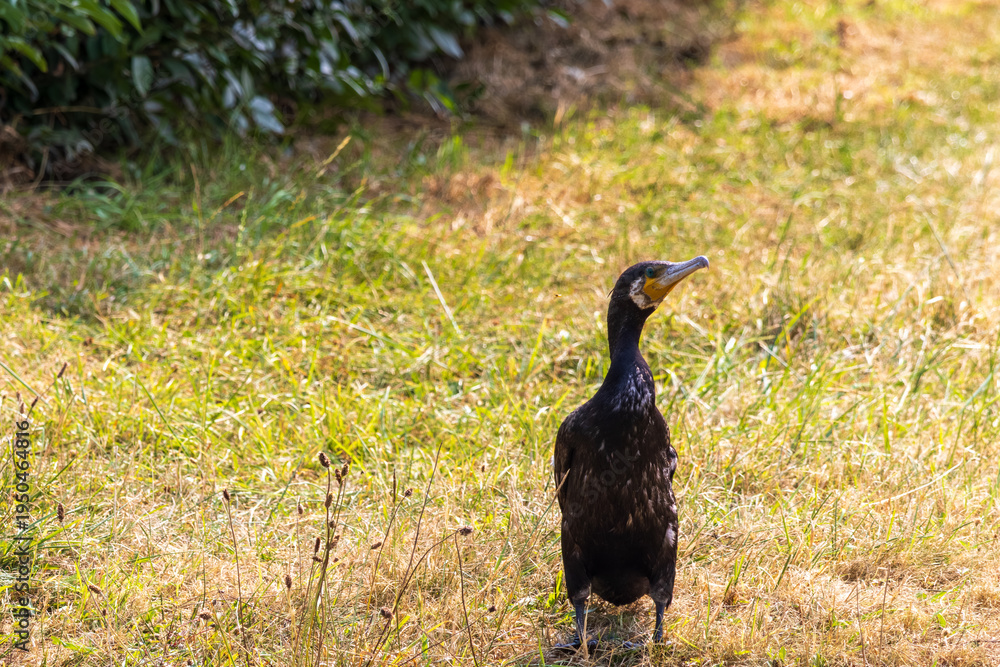 Obraz premium great cormorant in a field