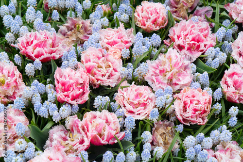 Rows of tulip flowers