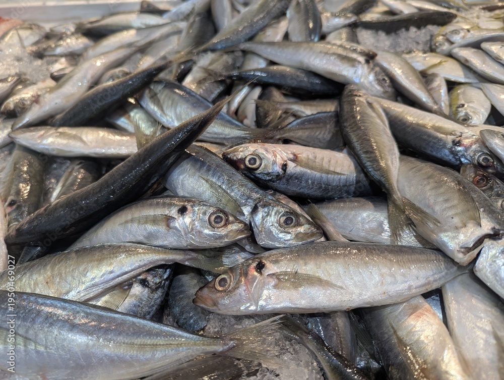 Obraz premium Freshly caught small mackerel and sardines displayed on ice at a local fish market