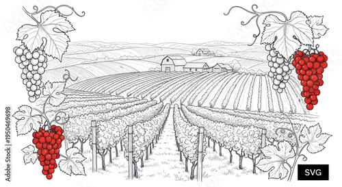 Vineyard landscape drawing with grapes and barn, rural scenery, vintage style