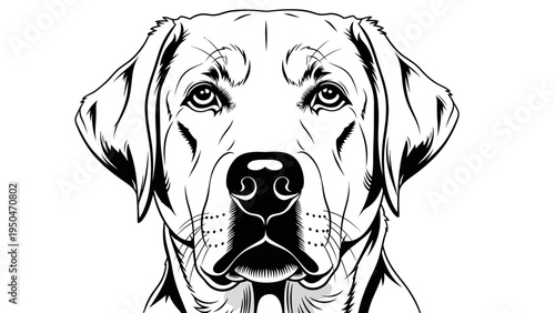 Black and White Portrait of a Labrador Retriever Dog Head, Close-up, Realistic Drawing Style