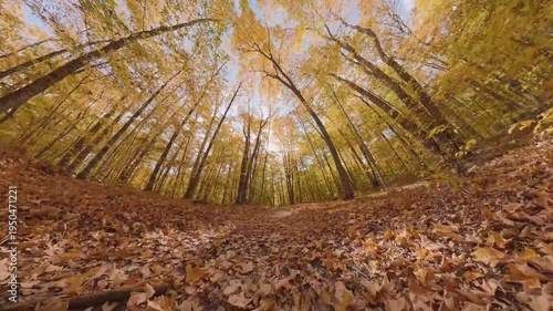 Low-angle fisheye view of autumn forest with golden leaves covering forest floor, tall trees stretching toward blue sky in fall, cinematic nature timelapse
