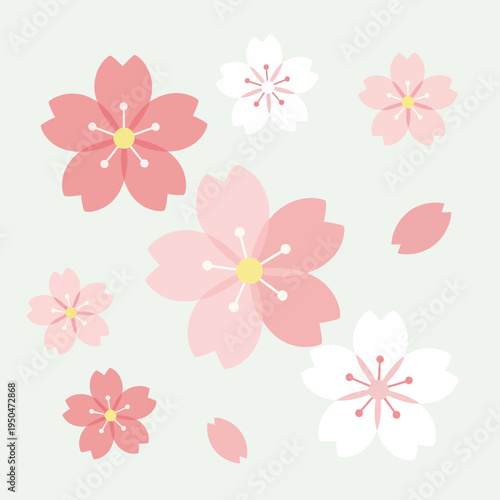 Pink and White Cherry Blossom Flowers on Soft Blue Background