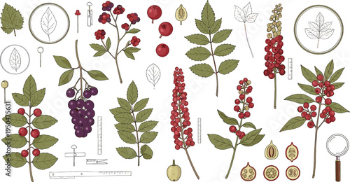Botanical Berry Plant Scientific Illustration Set with Leaves, Fruits, Branches, and Study Tools for Natural History and Herbal Research Design