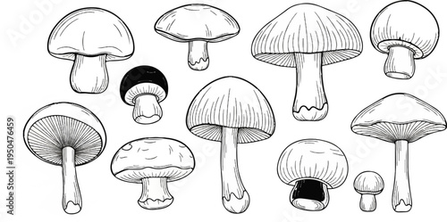 A collection of detailed black and white illustrations of various mushrooms