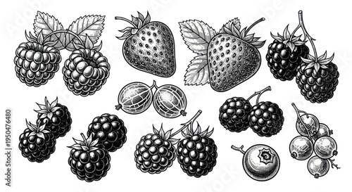 Hand-Drawn Assortment of Fresh Berries: Strawberries, Raspberries, Blackberries, Gooseberries, Blueberries, Currants