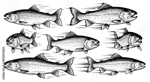 School of Salmon Swimming Upstream in Dynamic Illustration