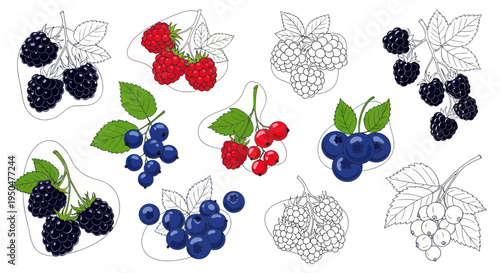 Assorted Berries Collection: Hand-drawn illustrations of blackberries, blueberries, raspberries, and currants