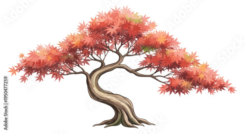 Autumn Maple Tree, Red Leaves, Isolated on White Background, Bonsai Style