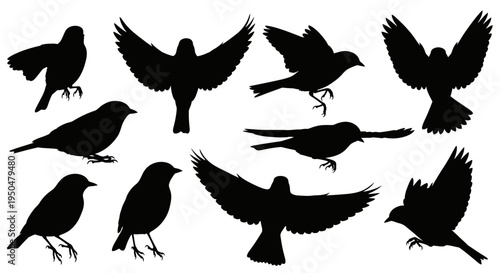 Diverse Collection of Bird Silhouettes in Various Poses, Flying and Perching, Ideal for Nature and Wildlife Designs