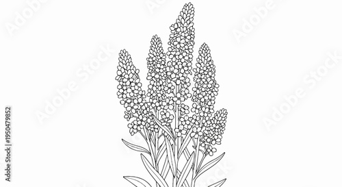 Delicate black and white illustration of blooming lavender spikes