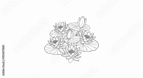 Delicate line art sketch of blooming water lilies on lily pads