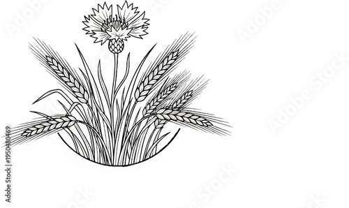 Line art of a cornflower atop stalks of wheat and grass