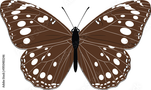 Brown butterfly vector illustration with white spotted wing patterns isolated on white background for nature design projects wildlife art and creative decorations.