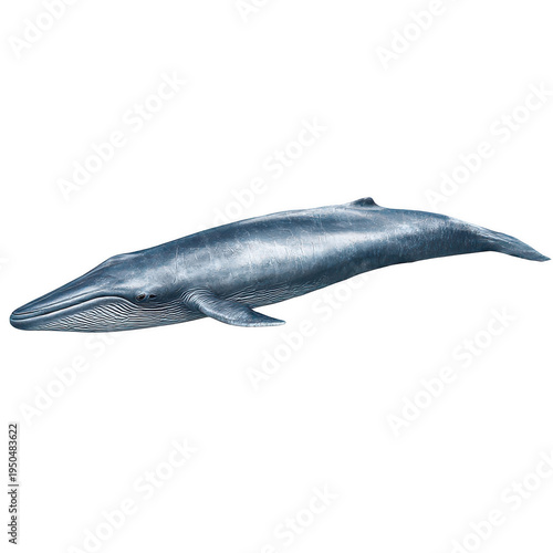 Blue gray fin whale lateral view isolated on a transparent background