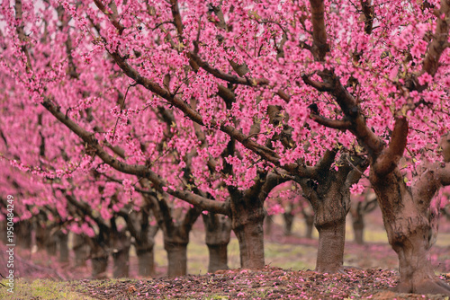 Rows of blooming peach trees (Prunus persica) covered with pink blossoms in a spring orchard. Agricultural landscape of flowering fruit trees in Catalonia, Spain.
