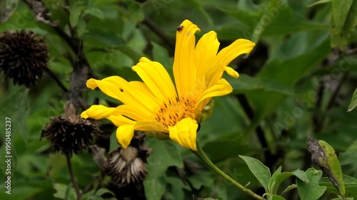Closeup of a beautiful flower with yellow petals
