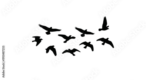 A flock of birds in flight a striking black silhouette on transparent background